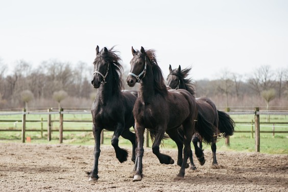Friese paarden in Epe | Fotografie: Marjon Lukje