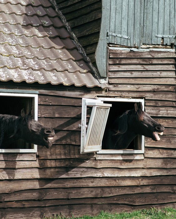 Friese paarden in Epe | Fotografie: Marjon Lukje