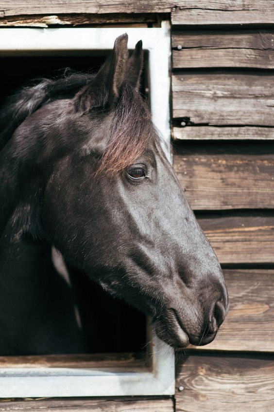 Friese paarden in Epe | Fotografie: Marjon Lukje