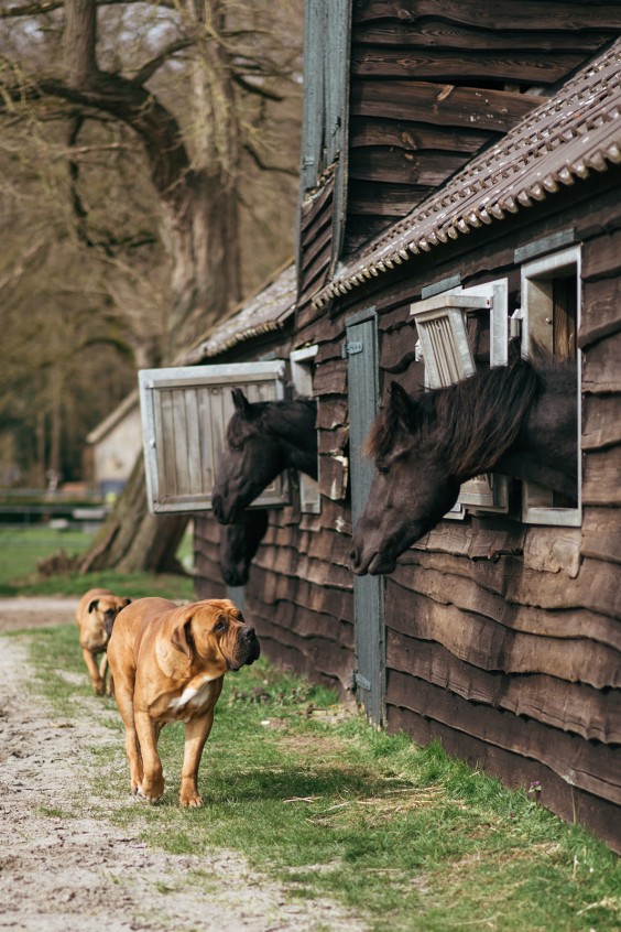 Friese paarden in Epe | Fotografie: Marjon Lukje