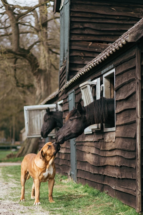 Friese paarden in Epe | Fotografie: Marjon Lukje