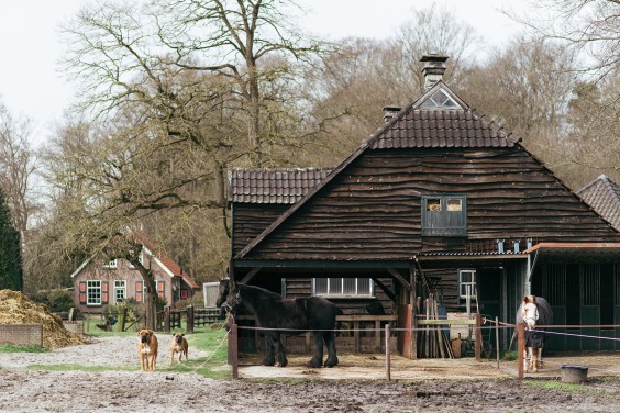 Friese paarden in Epe | Fotografie: Marjon Lukje