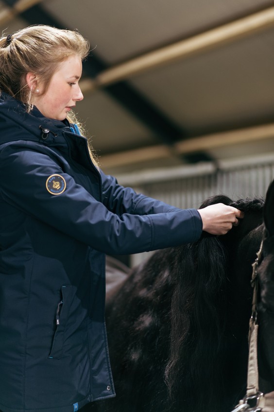 Friese paarden in Epe | Fotografie: Marjon Lukje