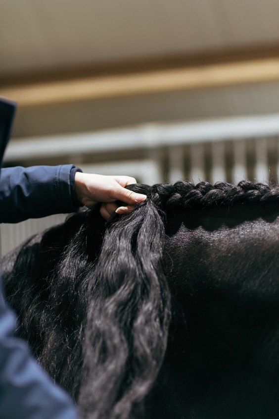 Friese paarden in Epe | Fotografie: Marjon Lukje