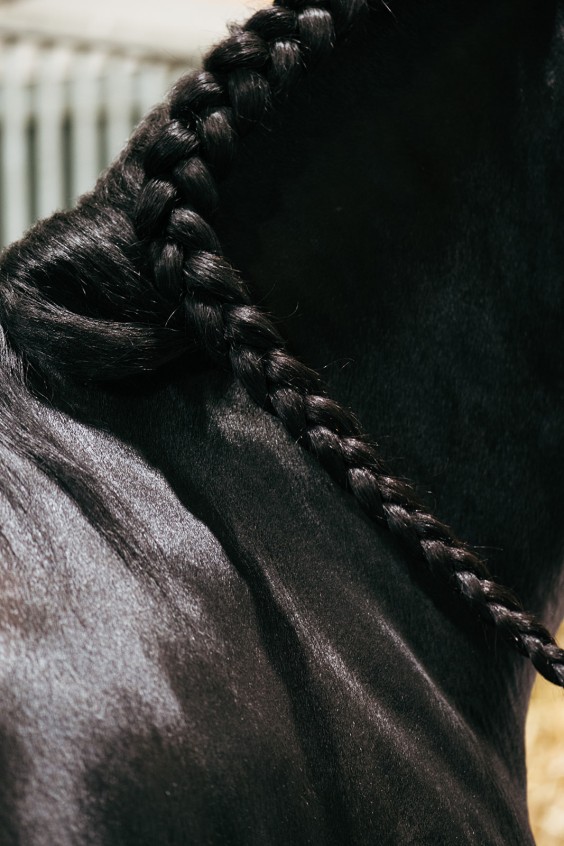 Friese paarden in Epe | Fotografie: Marjon Lukje