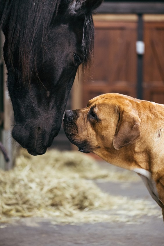 Friese paarden in Epe | Fotografie: Marjon Lukje