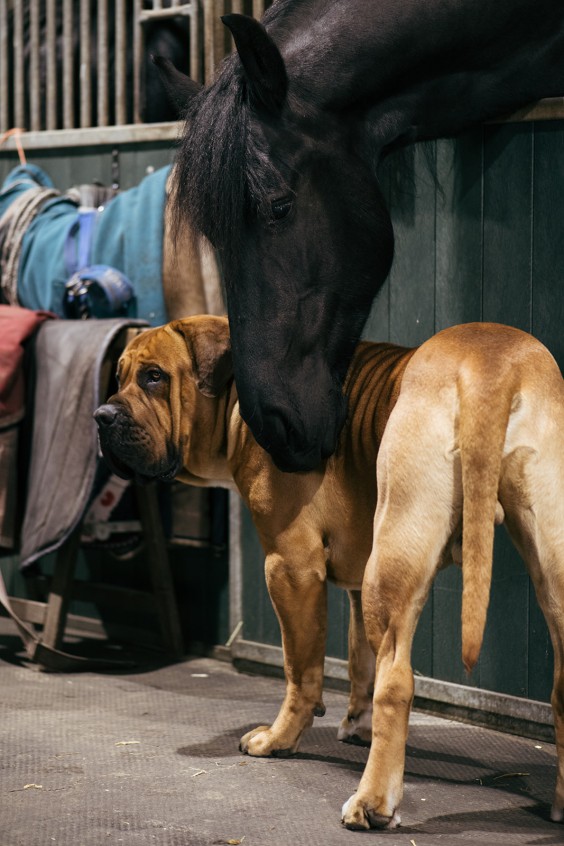 Friese paarden in Epe | Fotografie: Marjon Lukje