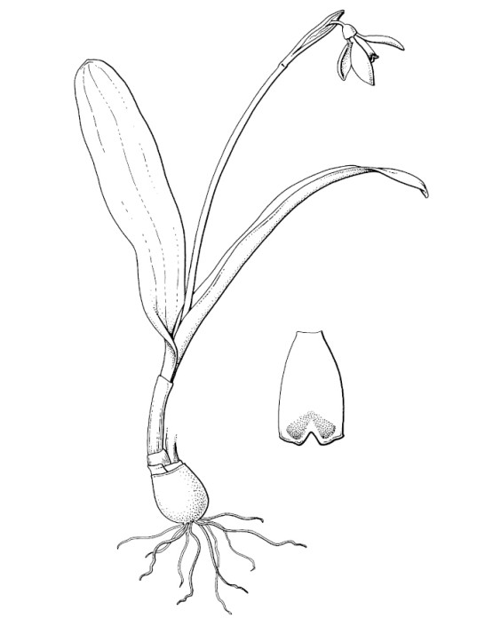 Botanische tekeningen