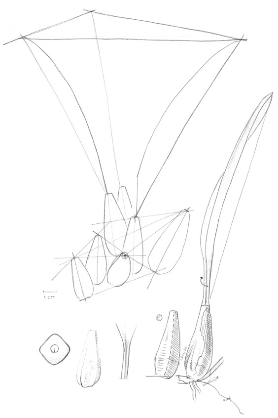 Botanische tekeningen