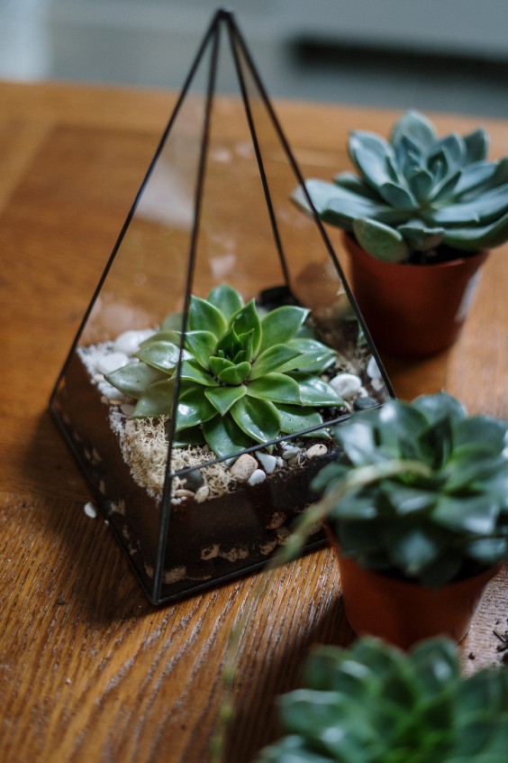 Terrarium