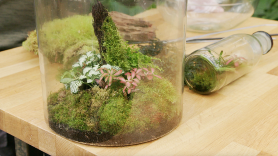Terrarium