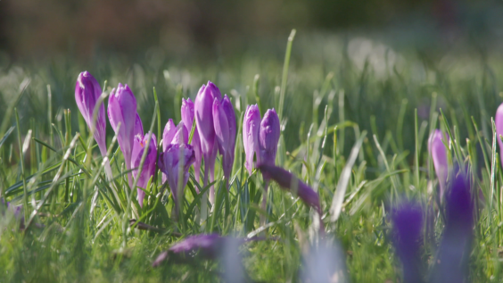 Botanische tekeningen