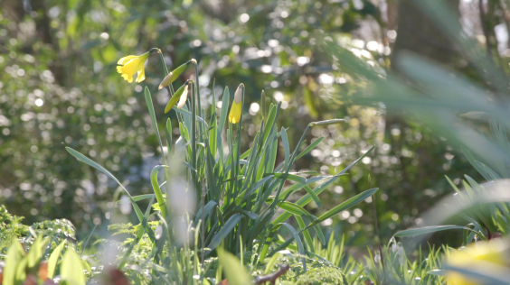Botanische tekeningen