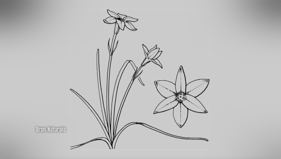 Botanische tekeningen