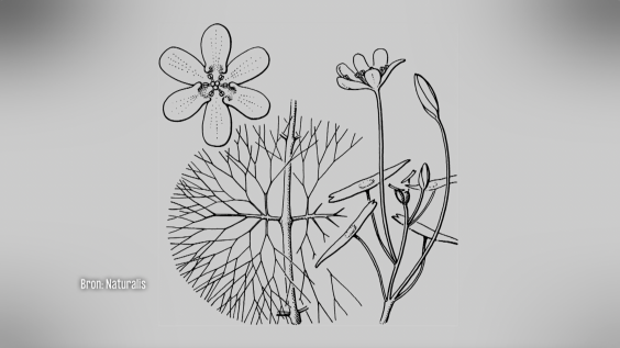 Botanische tekeningen