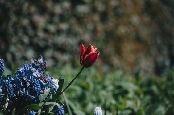 Voorjaarsbloeiers in de lentetuin in Lutjewinkel | Fotografie: Sheena Schouwink