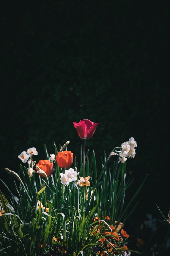 Voorjaarsbloeiers in de lentetuin in Lutjewinkel | Fotografie: Sheena Schouwink