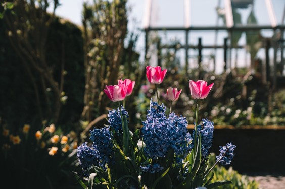 Voorjaarsbloeiers in de lentetuin in Lutjewinkel | Fotografie: Sheena Schouwink