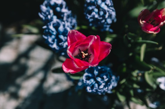 Voorjaarsbloeiers in de lentetuin in Lutjewinkel | Fotografie: Sheena Schouwink