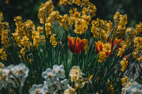 Voorjaarsbloeiers in de lentetuin in Lutjewinkel | Fotografie: Sheena Schouwink