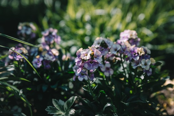 Voorjaarsbloeiers in de lentetuin in Lutjewinkel | Fotografie: Sheena Schouwink