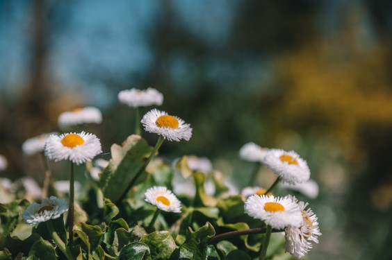 Voorjaarsbloeiers in de lentetuin in Lutjewinkel | Fotografie: Sheena Schouwink