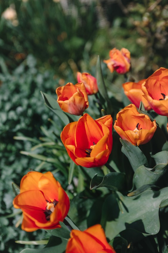 Voorjaarsbloeiers in de lentetuin in Lutjewinkel | Fotografie: Sheena Schouwink