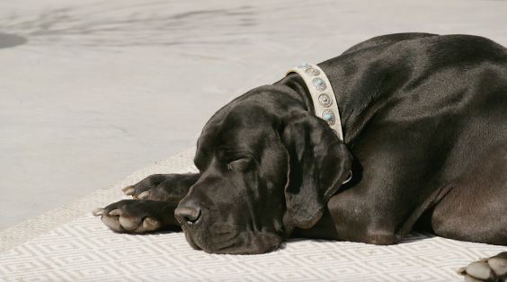 Moderne boerderij in Schaijk | Foto: BinnensteBuitentv