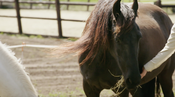Moderne boerderij in Schaijk | Foto: BinnensteBuitentv