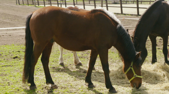 Moderne boerderij in Schaijk | Foto: BinnensteBuitentv