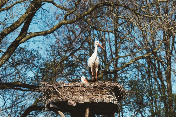Ooievaarsstation De Lokkerij in Meppel | Fotografie: Marjon Lukje