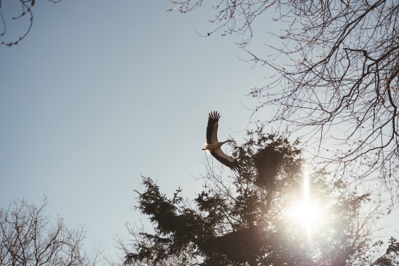 Ooievaarsstation De Lokkerij in Meppel | Fotografie: Marjon Lukje