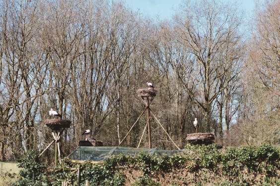 Ooievaarsstation De Lokkerij in Meppel | Fotografie: Marjon Lukje