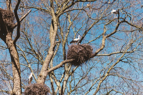 Ooievaarsstation De Lokkerij in Meppel | Fotografie: Marjon Lukje