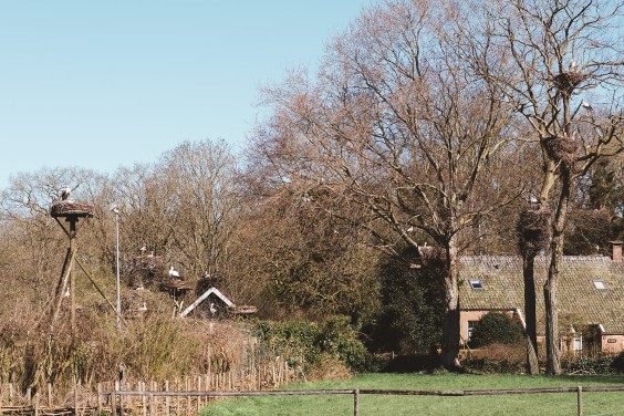 Ooievaarsstation De Lokkerij in Meppel | Fotografie: Marjon Lukje