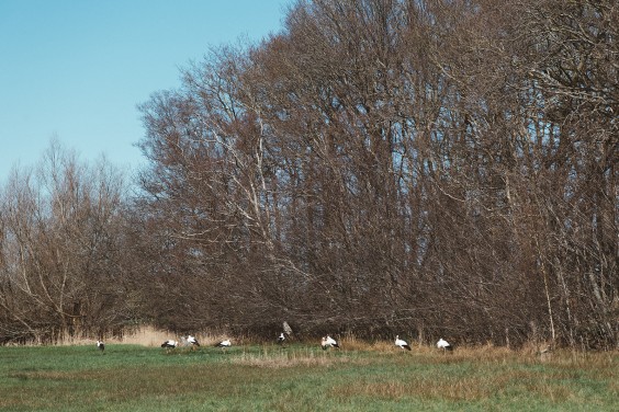 Ooievaarsstation De Lokkerij in Meppel | Fotografie: Marjon Lukje