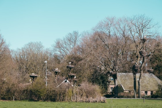 Ooievaarsstation De Lokkerij in Meppel | Fotografie: Marjon Lukje