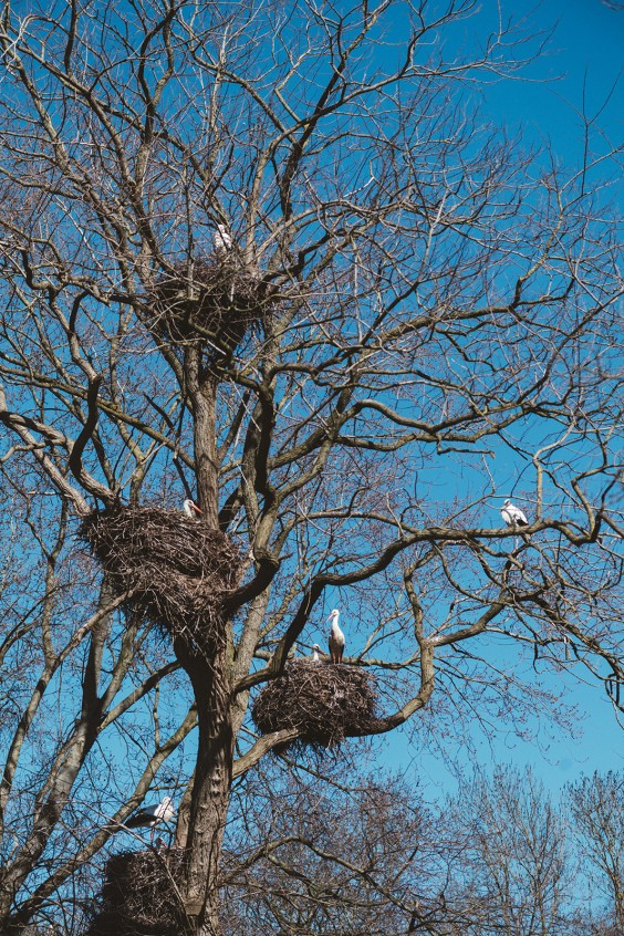 Ooievaarsstation De Lokkerij in Meppel | Fotografie: Marjon Lukje