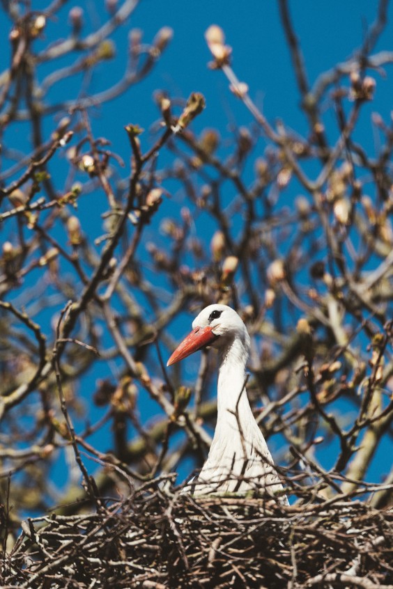 Ooievaarsstation De Lokkerij in Meppel | Fotografie: Marjon Lukje