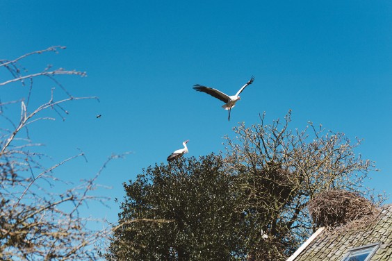 Ooievaarsstation De Lokkerij in Meppel | Fotografie: Marjon Lukje