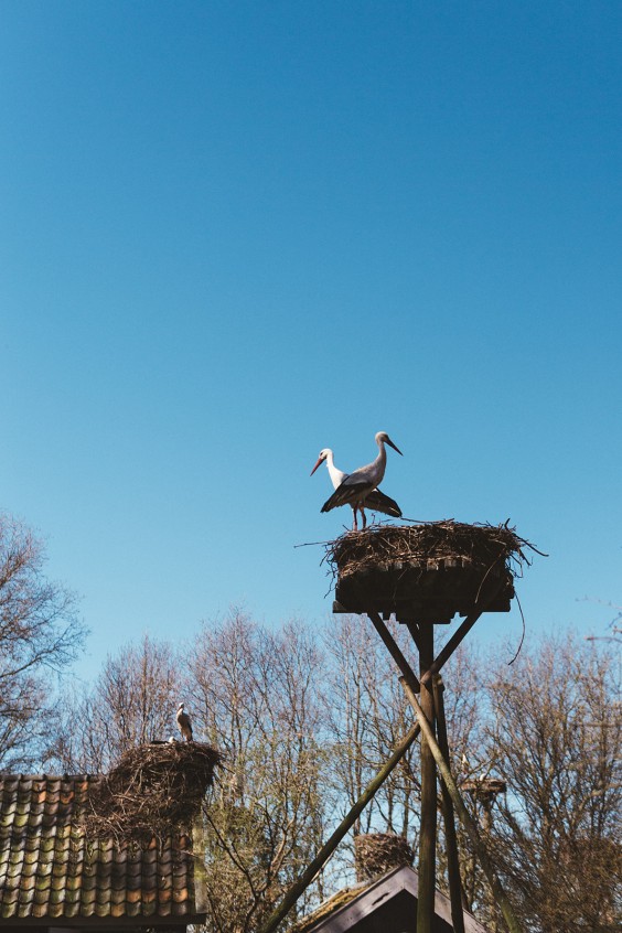 Ooievaarsstation De Lokkerij in Meppel | Fotografie: Marjon Lukje