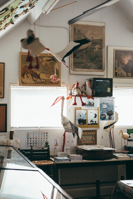 Ooievaarsstation De Lokkerij in Meppel | Fotografie: Marjon Lukje