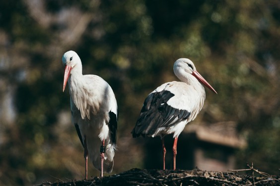 Ooievaarsstation De Lokkerij in Meppel | Fotografie: Marjon Lukje