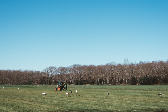 Ooievaarsstation De Lokkerij in Meppel | Fotografie: Marjon Lukje