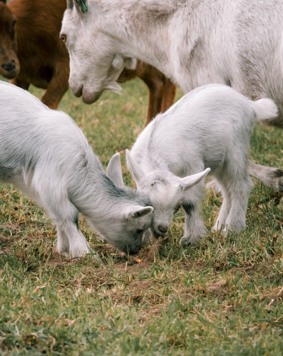 Dwerggeiten lammetjes in de lente | Fotografie: Sheena Schouwink