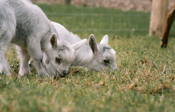 Dwerggeiten lammetjes in de lente | Fotografie: Sheena Schouwink