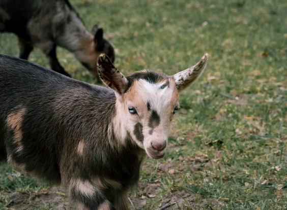 Dwerggeiten lammetjes in de lente | Fotografie: Sheena Schouwink