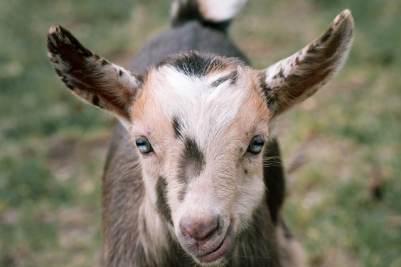 Dwerggeiten lammetjes in de lente | Fotografie: Sheena Schouwink