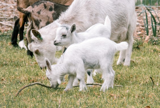 Dwerggeiten lammetjes in de lente | Fotografie: Sheena Schouwink