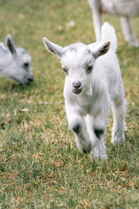 Dwerggeiten lammetjes in de lente | Fotografie: Sheena Schouwink